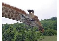 Krugersdorp Game Reserve