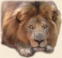 Lion Park